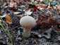 Változékony pöfeteg (Lycoperdon excipuliforme), Őrség